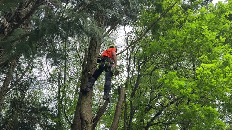 Gonzales, TX  Tree Services Company