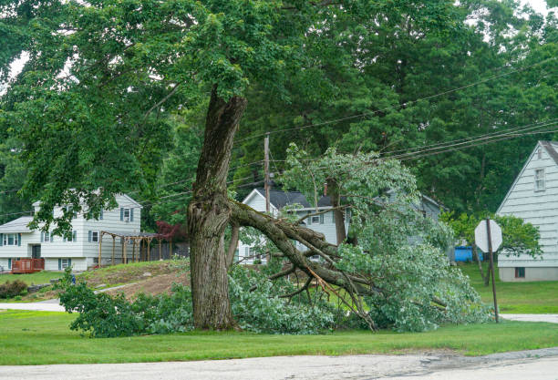 How Our Tree Care Process Works  in  Gonzales, TX